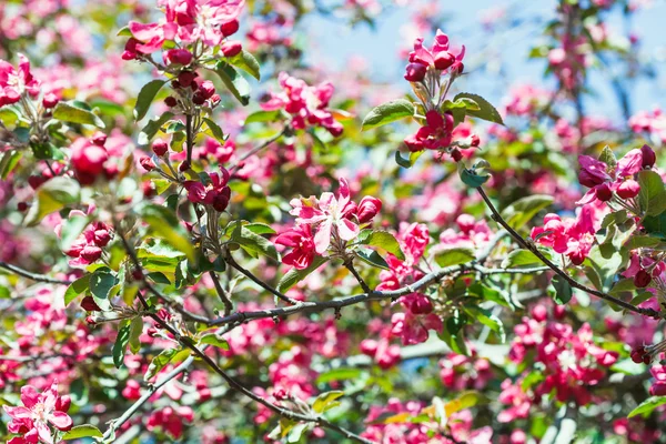 Pink apple tree blossoms in spring — Stock Photo, Image