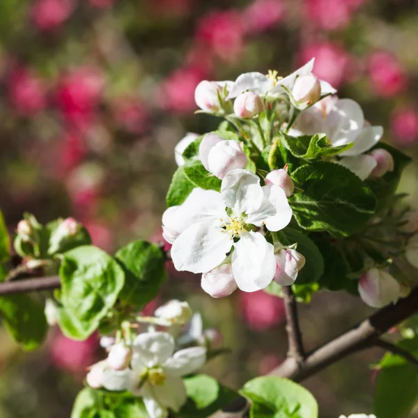 Vit Blom av blommande äppelträd — Stockfoto
