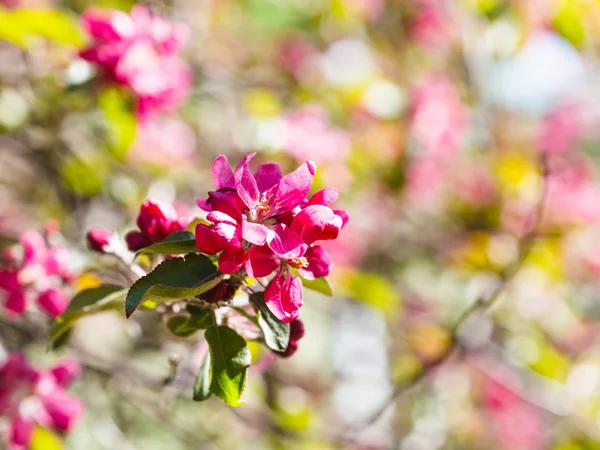 Flores cor-de-rosa macieira perto — Fotografia de Stock