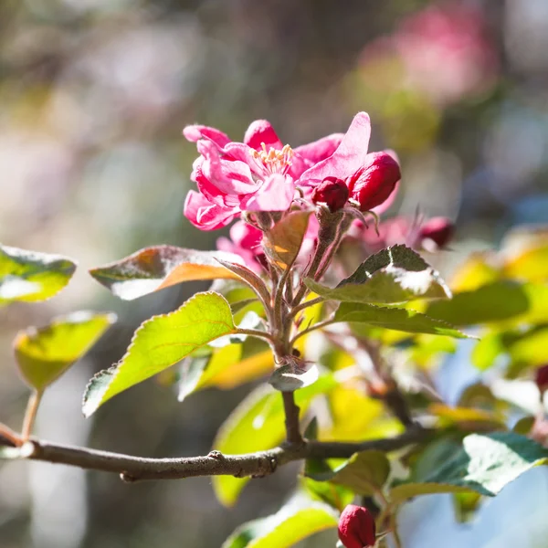 Flor rosa na árvore de maçã florescente perto — Fotografia de Stock