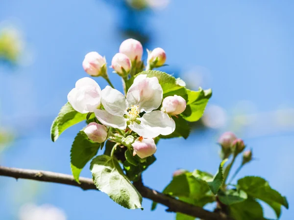 Bloem op bloeiende appelboom close-up in het voorjaar van — Stockfoto