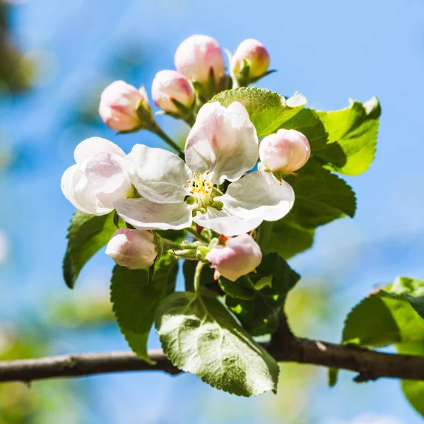 Bloei op bloeiende appelboom close-up in het voorjaar van — Stockfoto