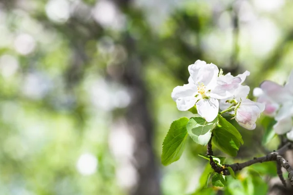 Bloem op bloeiende appelboom in groen bos — Stockfoto