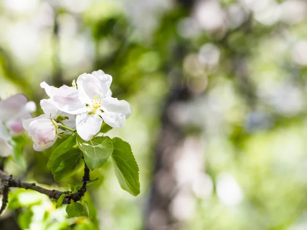 Blossoms of apple tree close up in green forest — Stock Photo, Image