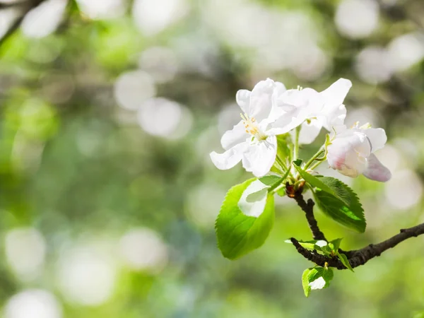 Flower on flowering apple tree in green forest — Stock Photo, Image