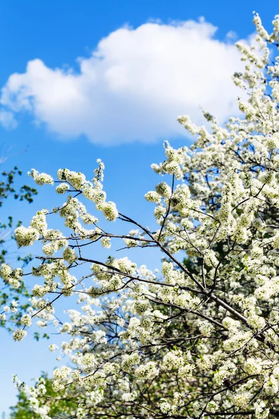 White cloud in blue sky and cherry tree blossoms — Stock Photo, Image