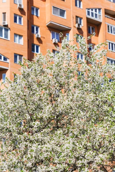 Floreciente cerezo y casa de apartamentos urbanos — Foto de Stock