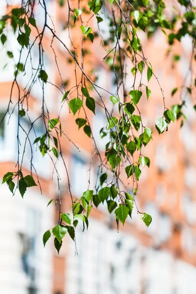 Twig of green birch tree and apartment house — Stock Photo, Image