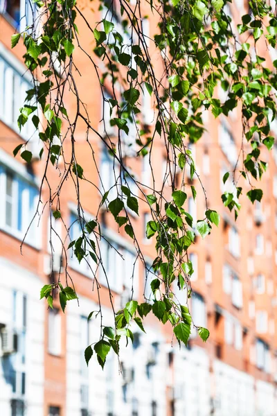 绿色的白桦树和城市房屋的分支 — 图库照片