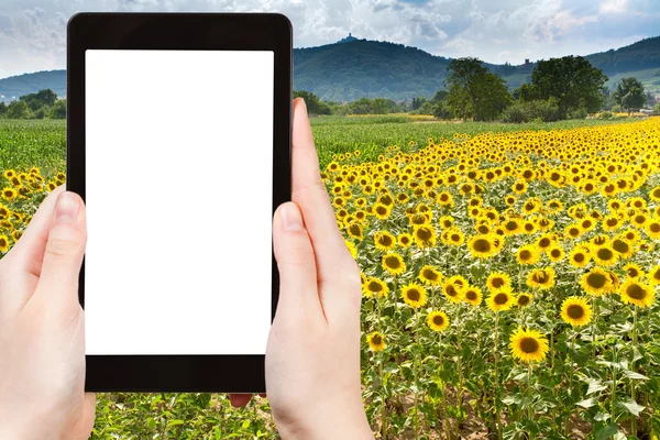 Foto van de zonnebloem plantage in Alsace, France — Stockfoto