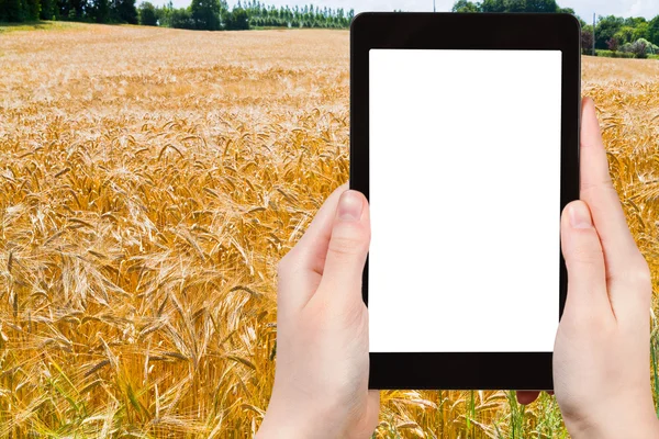 Fotografie ze žluté pšeničné pole v Polsku — Stock fotografie