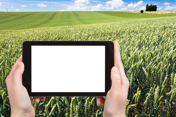 Photo of wheat field in Normandy, France — Stock Photo, Image