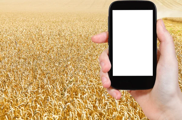 Photo of harvesting of yellow wheat field — Stock Photo, Image