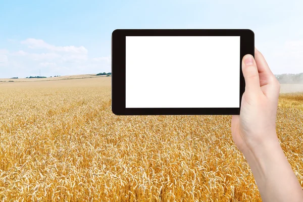 Photo of harvesting of ripe wheat field — Stock Photo, Image