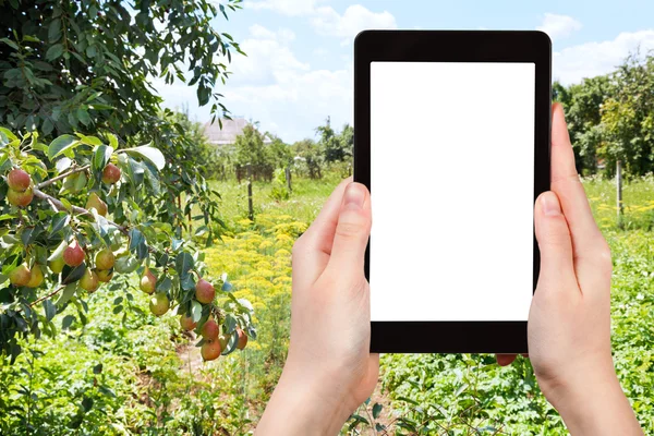 Photo of rural garden on backyard in summer day — Stock Photo, Image