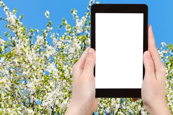 Foto de árvore de cereja florescente branca e céu azul — Fotografia de Stock