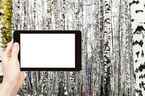 Photo of russian snowy birch woods in winter — Stock Photo, Image