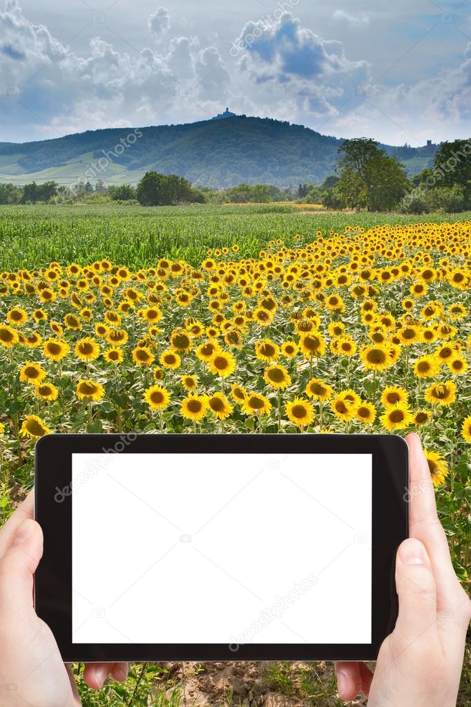 photo of sunflower field in Alsace, France
