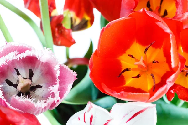 Fresh red, white, pink tulip flowers in posy — Stock Photo, Image
