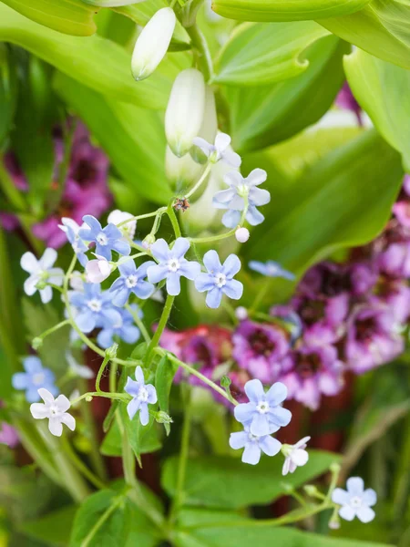Flores selvagens no canteiro de flores de verão verde — Fotografia de Stock