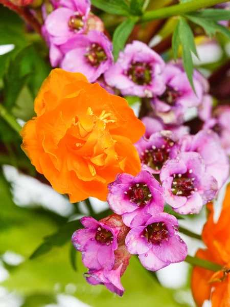 Jardim Trollius e bergenia flores de perto — Fotografia de Stock