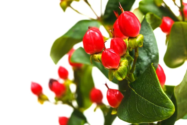 Fruits of hypericum plant close up with copyspace — Stock Photo, Image