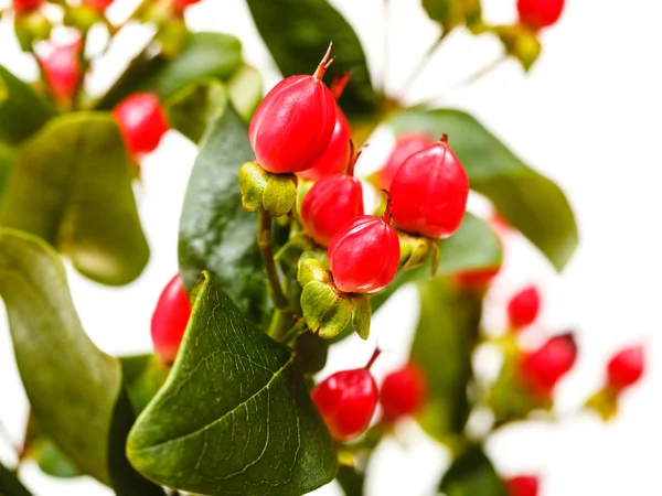 Red fruits of hypericum flower — Stock Photo, Image