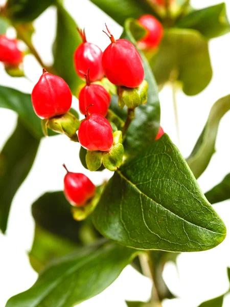 Red seeds of hypericum plant — Stock Photo, Image