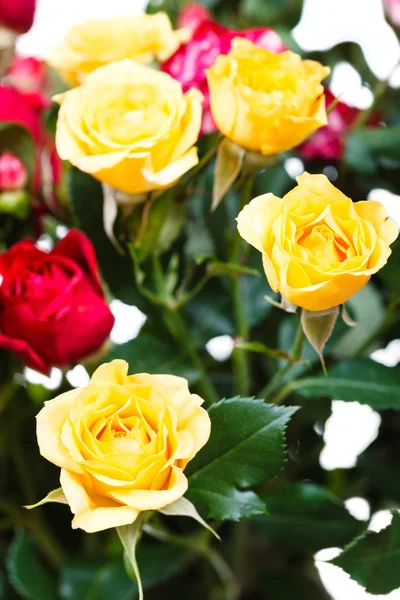 Φρέσκα κίτρινα και κόκκινα τριαντάφυλλα στην ανθοδέσμη — Φωτογραφία Αρχείου