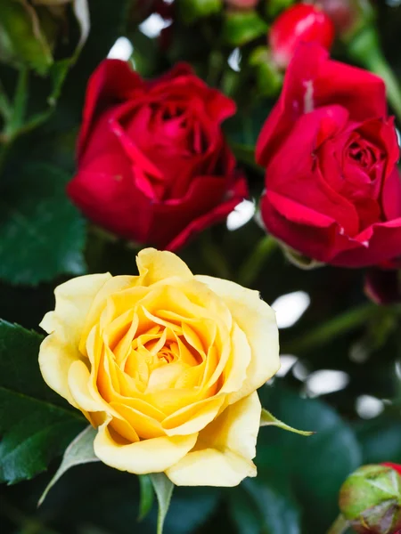 Gele en rode rozen in boeket van bloemen — Stockfoto