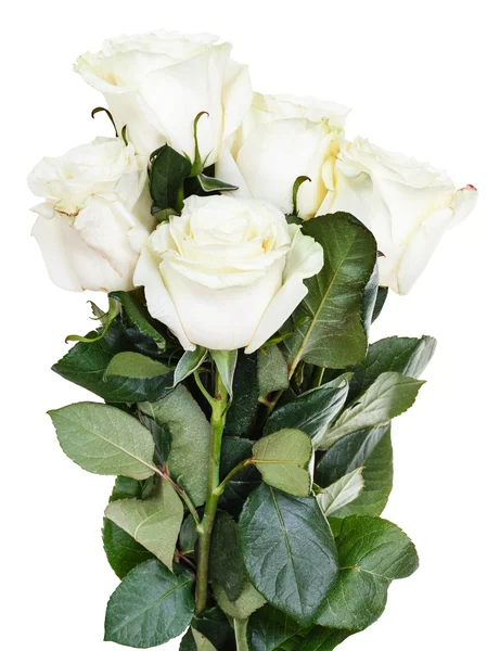 Vista lateral de cacho de rosas brancas isoladas — Fotografia de Stock