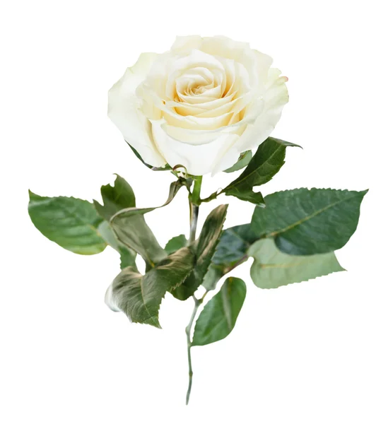 Flor de rosa blanca primer plano aislado —  Fotos de Stock