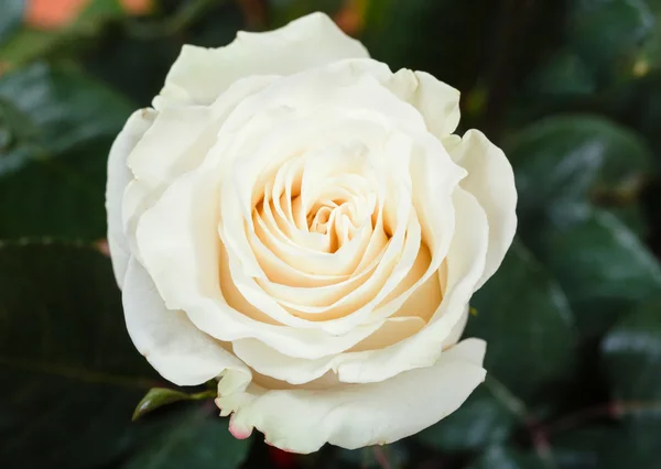Φυσικό λευκό ροδαλό λουλούδι στο πράσινο Μπους — Φωτογραφία Αρχείου