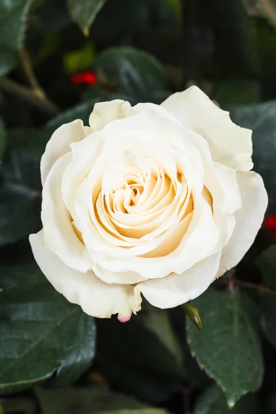 White rose flower close up on green bush — Stock Photo, Image
