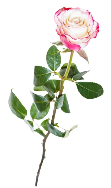 白で隔離 1 つの自然なピンク バラの花 — ストック写真