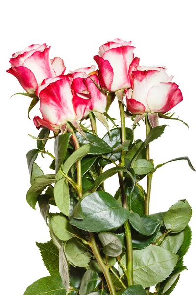 Πλευρά άποψη αγγαλιάς των ροζ τριαντάφυλλα που απομονώνονται σε λευκό — Φωτογραφία Αρχείου