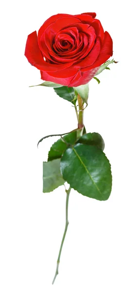 Jeden kwiat róży czerwony na białym tle — Zdjęcie stockowe