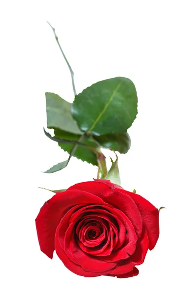 Piros rózsa visszametszett elszigetelt a fehér — Stock Fotó