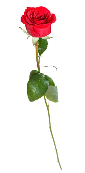 Una flor de rosa roja natural aislada en blanco —  Fotos de Stock