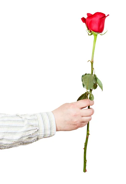 Hand handing one flower - red rose isolated — Stock Photo, Image