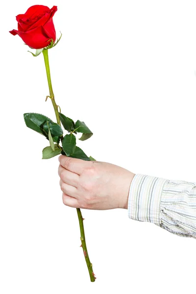 Hand giving one flower - red rose isolated — Stock Photo, Image