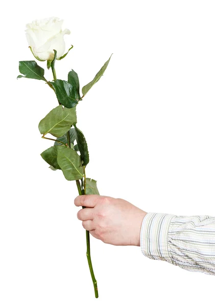 Χέρι κρατά ένα λουλούδι - λευκό τριαντάφυλλο απομονωθεί — Φωτογραφία Αρχείου