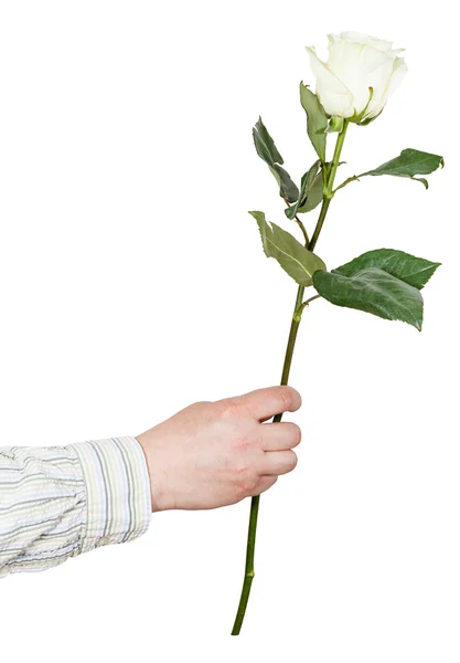 Hand giving one flower - white rose isolated — Stock Photo, Image