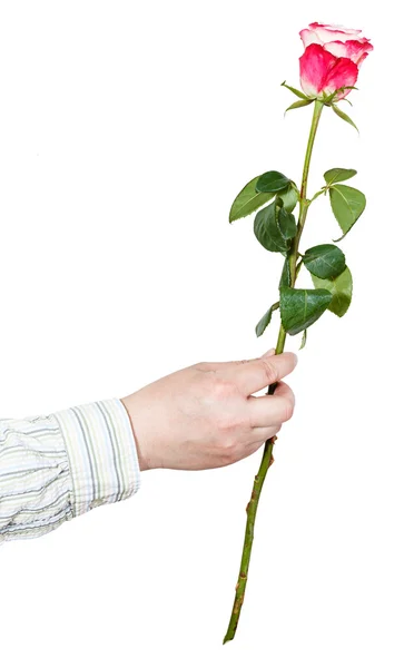 Hand giving one flower - pink rose isolated — Stock Photo, Image