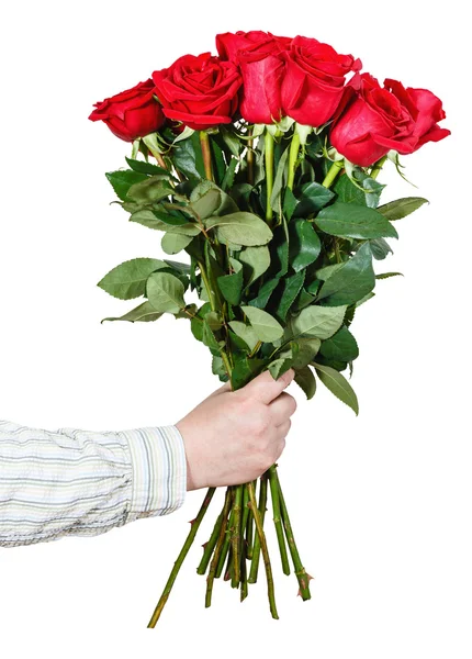 고립 된 많은 빨간 장미의 꽃다발을 주는 손 — 스톡 사진