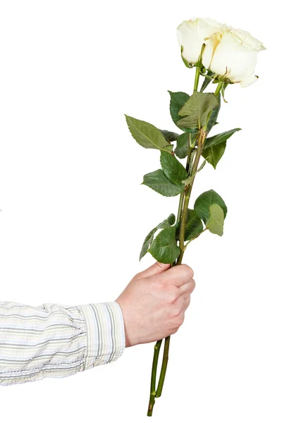 Hand giving two white roses isolated — Stock Photo, Image