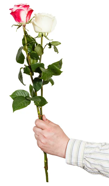 Hand giving bouquet of two white and pink rose — Stock Photo, Image
