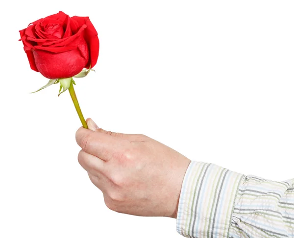 Männliche Hand hält rote Rosenblüte isoliert — Stockfoto