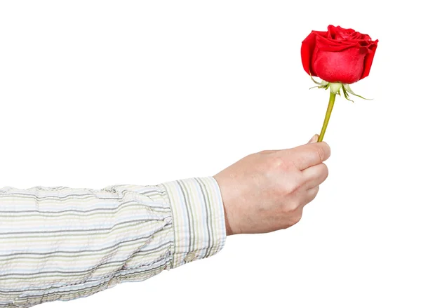 男性の手が分離された赤いバラの花を与える — ストック写真
