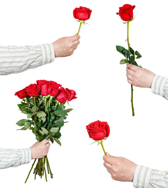 Set of red rose flowers in hand isolated on white — Stock Photo, Image